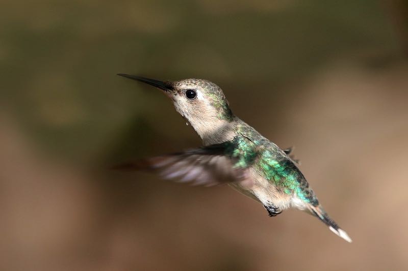 Bee hummingbird female in flight