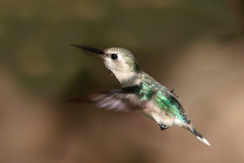 27 Most Interesting Birds in the World 13 Bee hummingbird female in flight