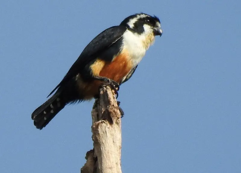 a Black-thighed Falconet on a branch