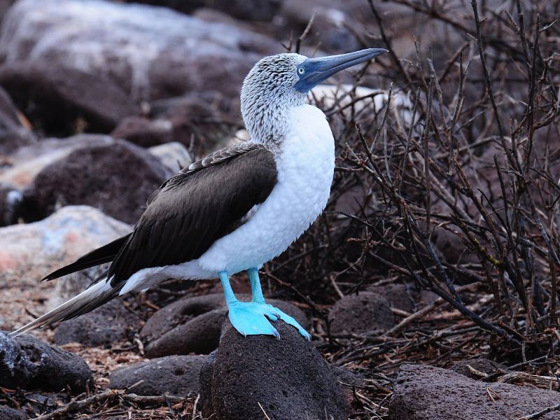 Blue-footed Booby on a rock