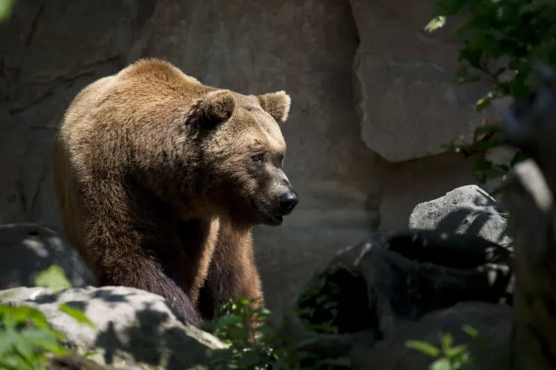 What Attracts Bears? Here’s Several Things to Know 7 Brown Bear Near Green Plant