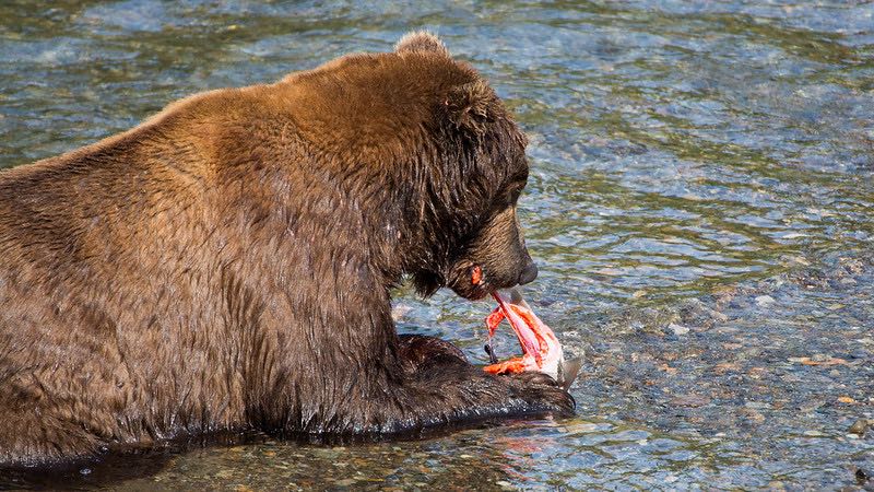 Brown Bear eating Salmon