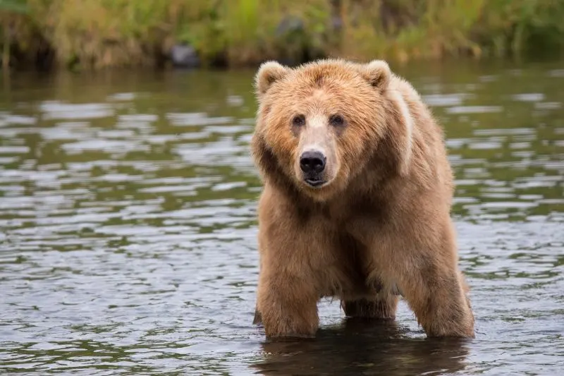 What Attracts Bears? Here’s Several Things to Know 2 Brown Bear on a Body of Water