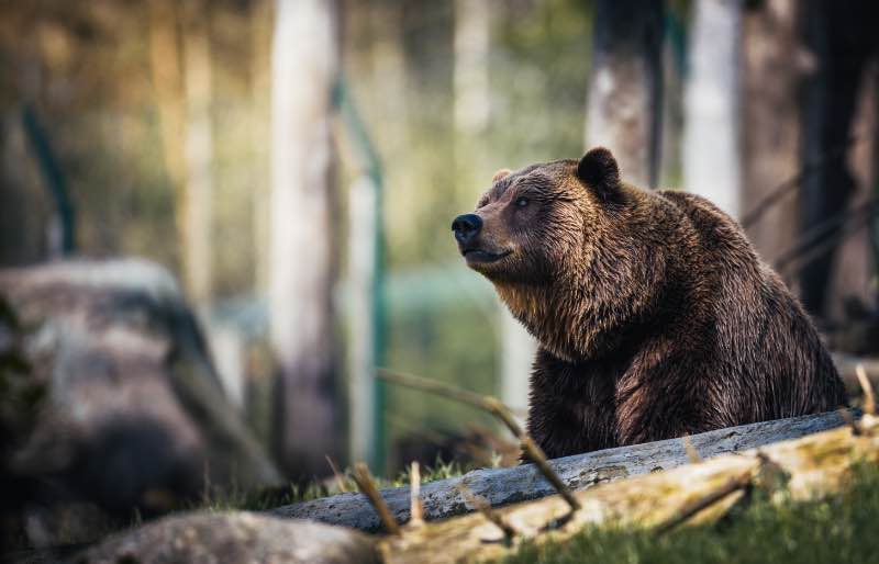 Close-Up Photography of Grizzly Bear