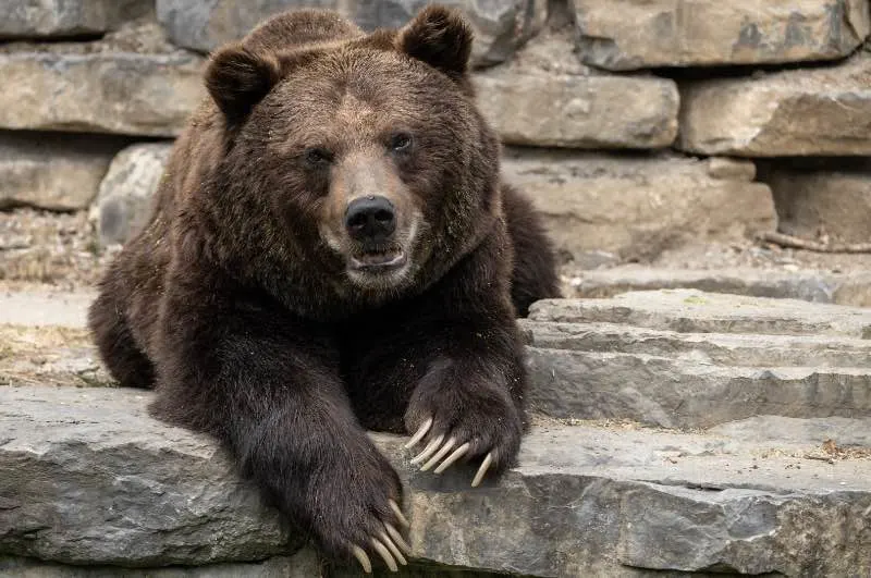 What Attracts Bears? Here’s Several Things to Know 10 Close-Up Shot of a Black Bear