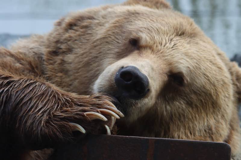 Close-Up Shot of a Grizzly Bear