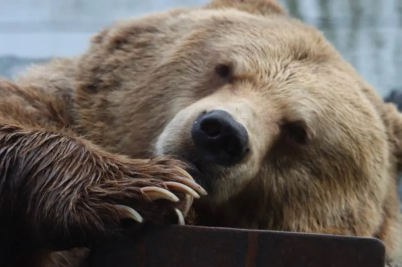 Close-Up Shot of a Grizzly Bear