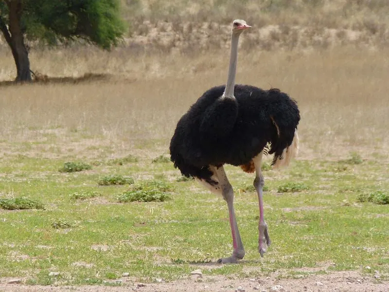 a Common Ostrich on a green grass