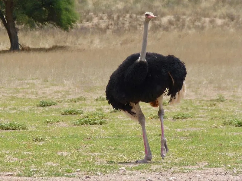27 Most Interesting Birds in the World 17 a Common Ostrich on a green grass