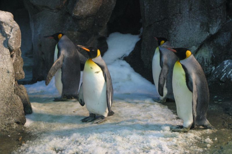 Four King Penguins