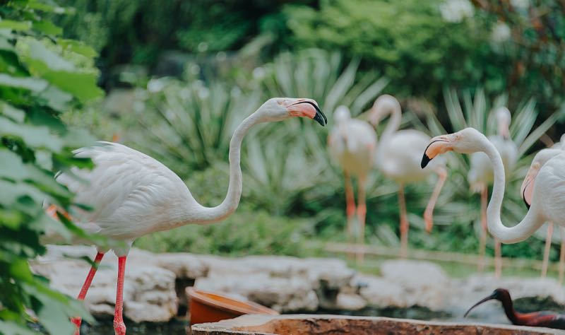 photo of Greater Flamingos