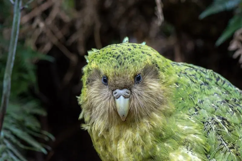 a close up photo of a Kākāpō