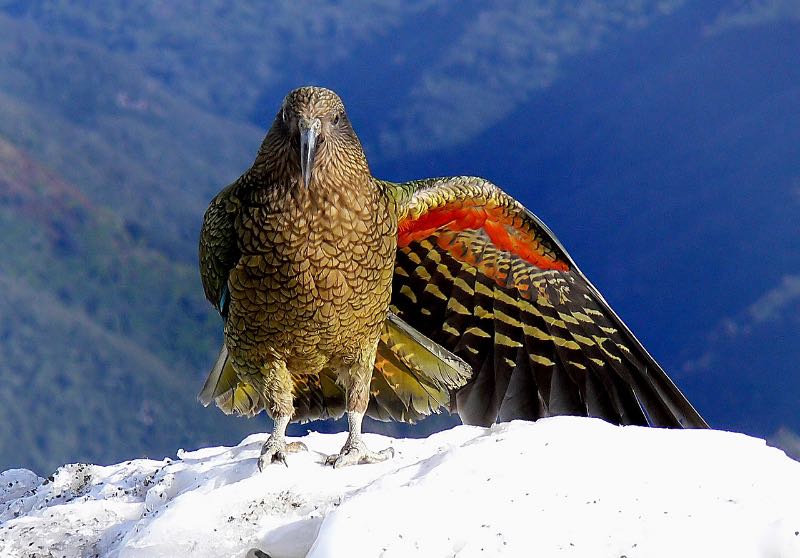 Kea. New Zealand Alpine Parrot