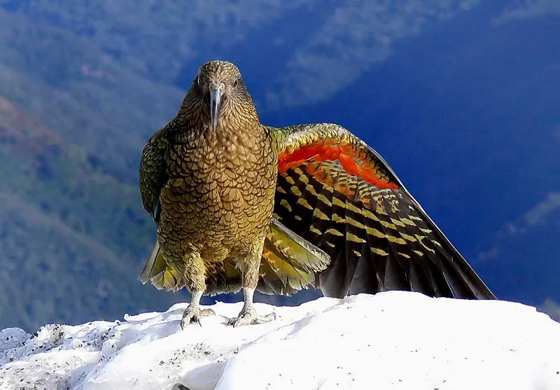 Kea. New Zealand Alpine Parrot