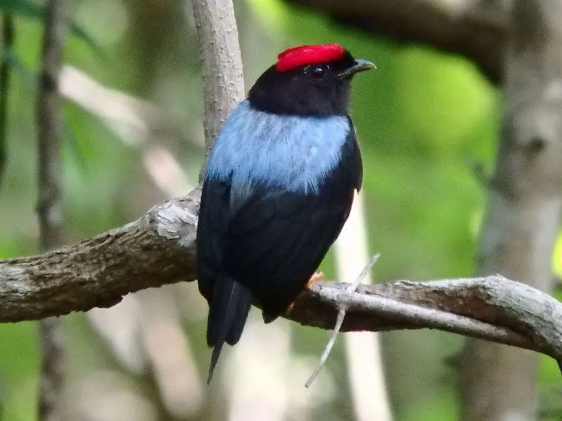 Lance-tailed Manakin on a tree branch