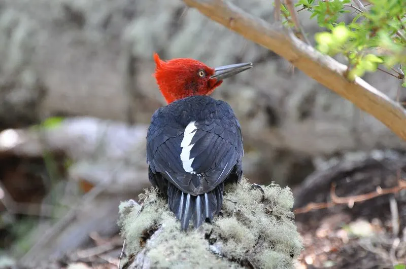 a Magellanic Woodpecker Male on a branch