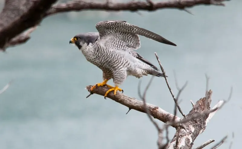 Male Peregrine Falcon on a branch