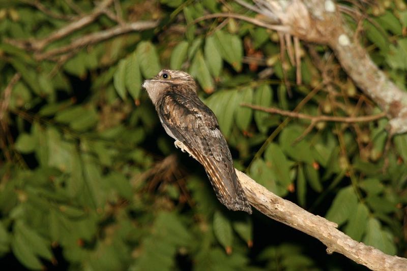 a Northern Potoo on a tree branch