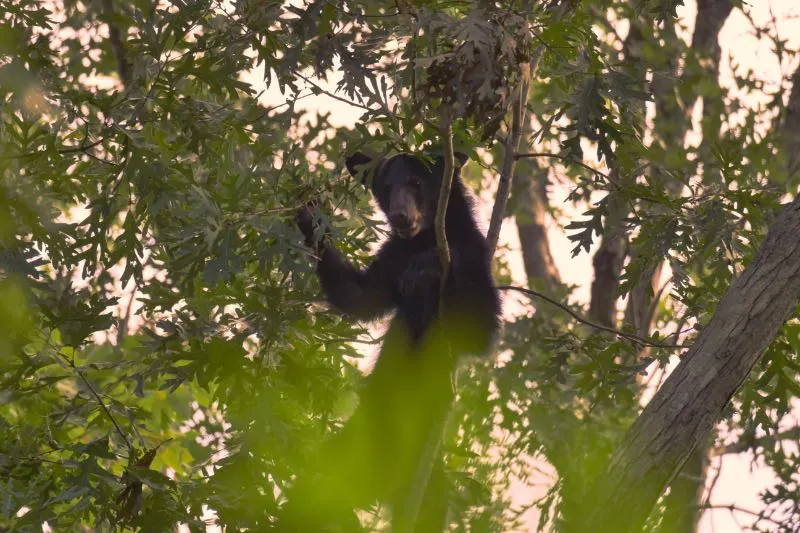 What Attracts Bears? Here’s Several Things to Know 18 Photo of a Black Bear on a Tree