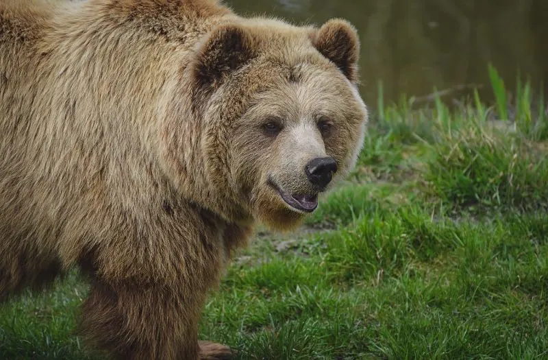 Portrait of a Grizzly Bear