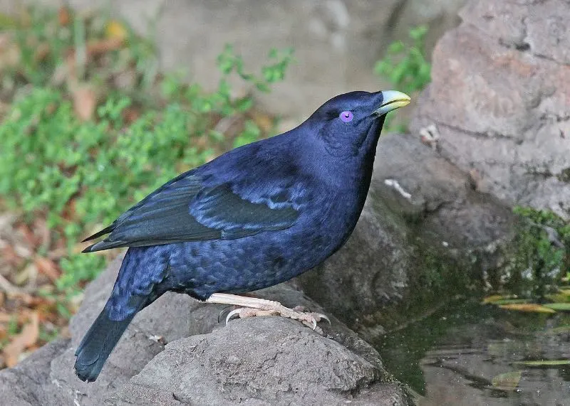 Satin bowerbird on a rock