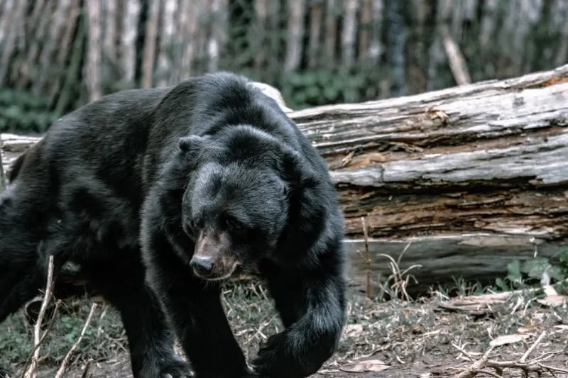 What Attracts Bears? Here’s Several Things to Know 17 Shaggy wild black bear walking in summer forest