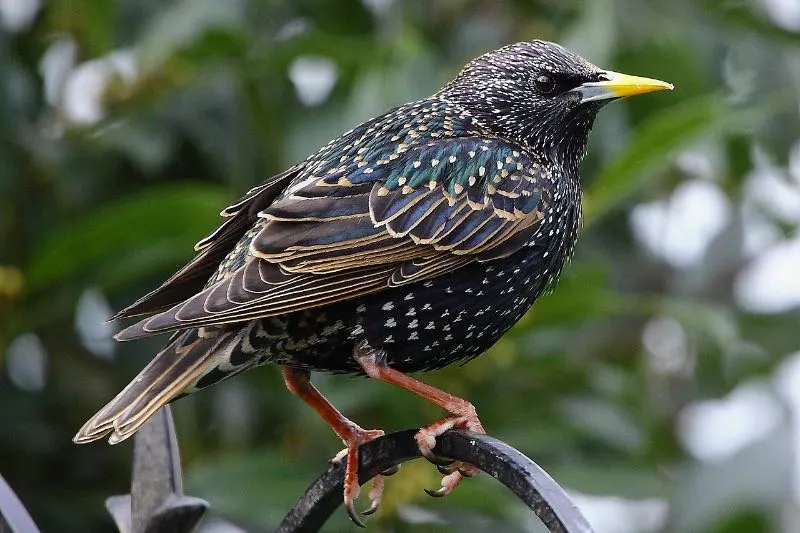 Starling on a branch