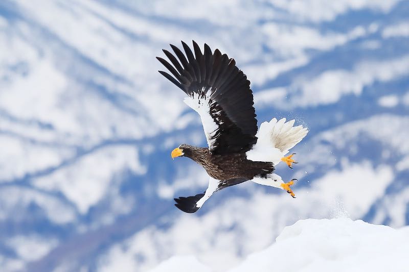 a flying Steller Sea Eagle