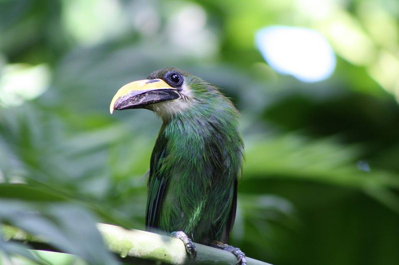 The Emerald Toucanet with a good view of his long beak