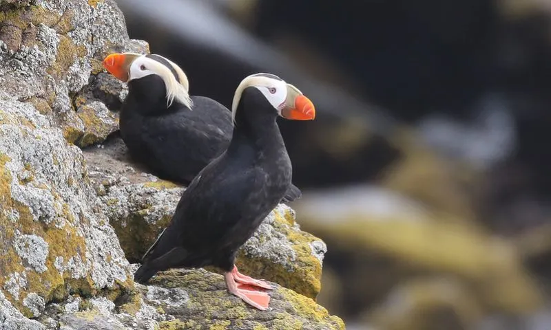 Tufted Puffins on a rock