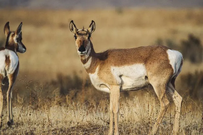 Two Brown Deer on Field