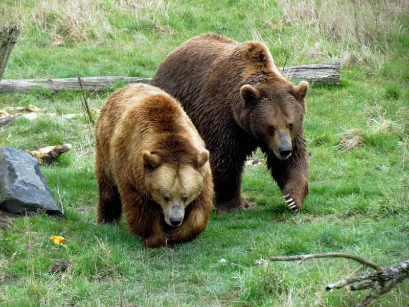 What Attracts Bears? Here’s Several Things to Know 8 Two Grizzly Bears in the Wild