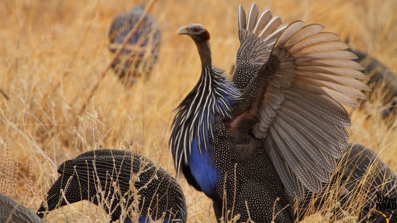 Vulturine Guineafowl flapping its wings