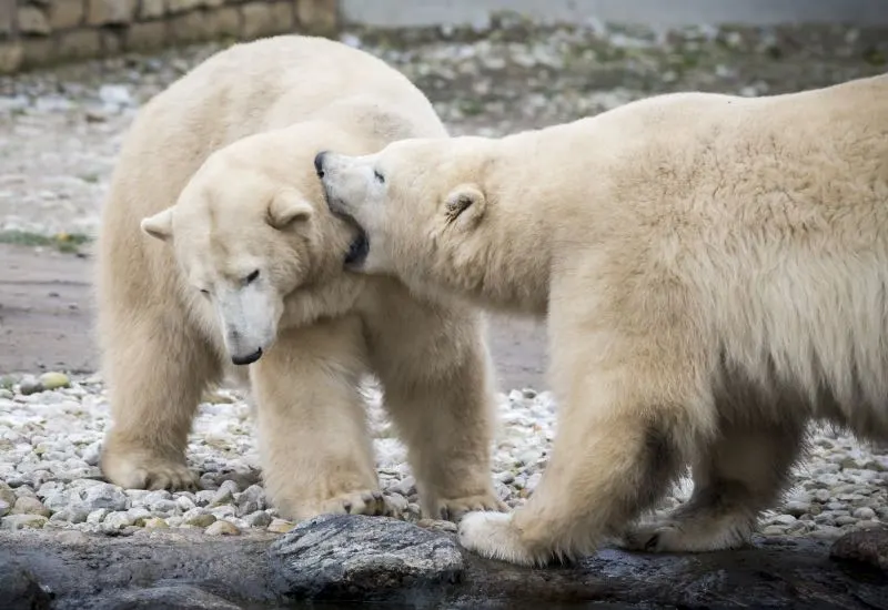 White Polar Bears Playing Around