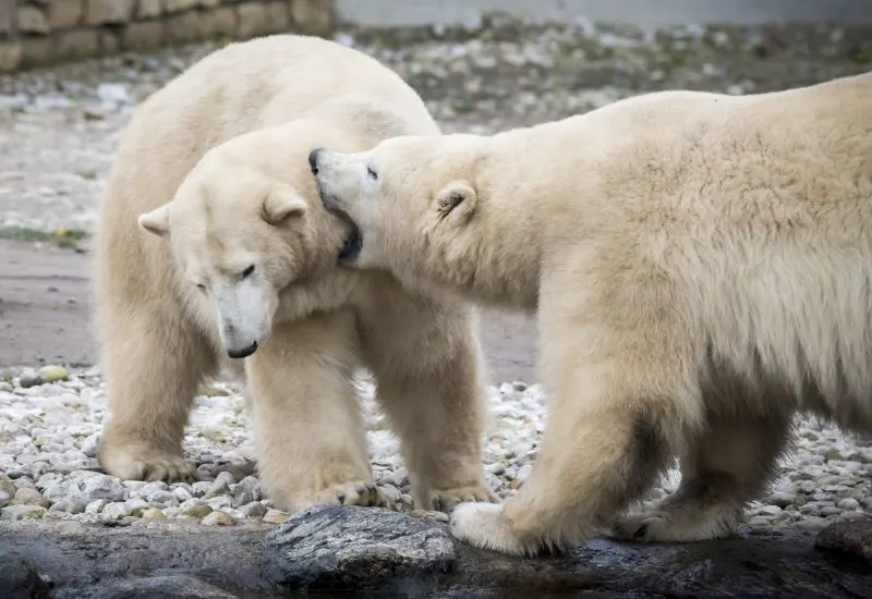What Attracts Bears? Here’s Several Things to Know 16 White Polar Bears Playing Around