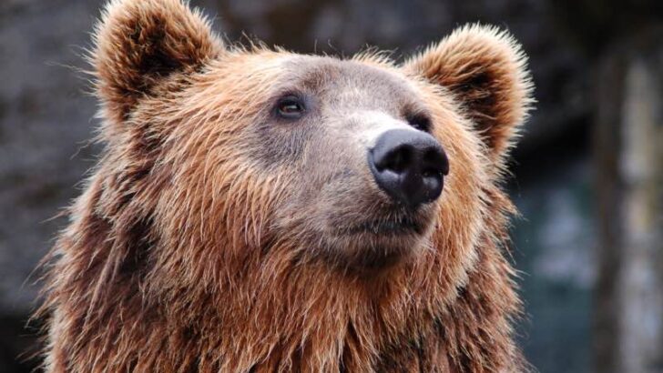 a close up photo of a brown bear