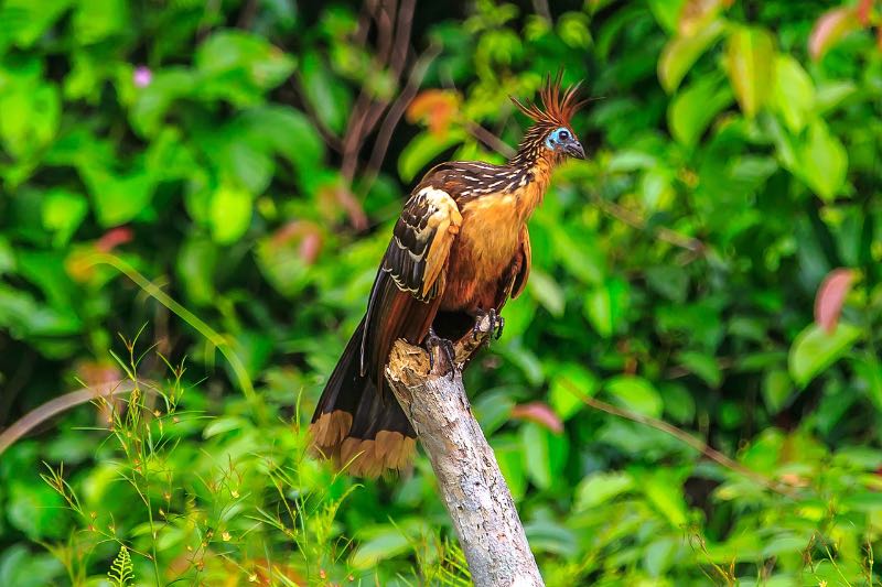 a Hoatzin on a branch