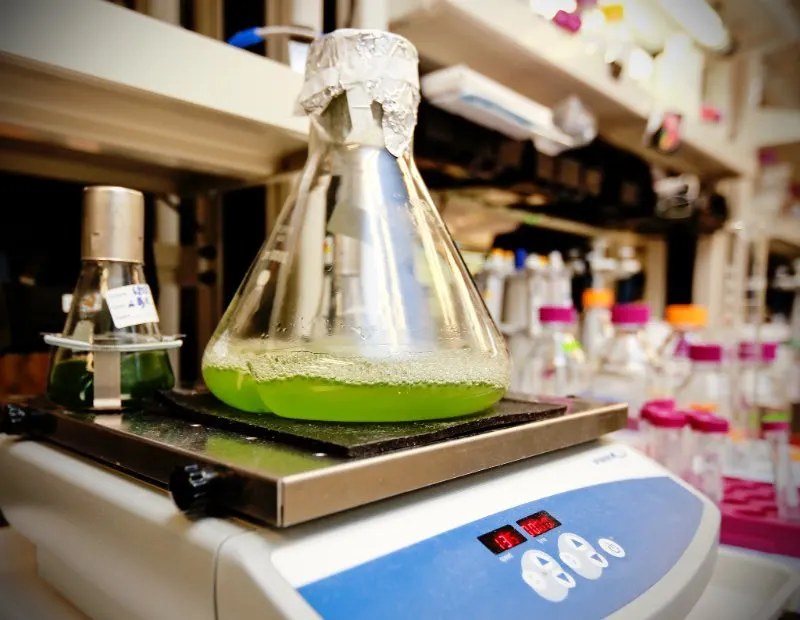 Algae for biofuels in a beaker