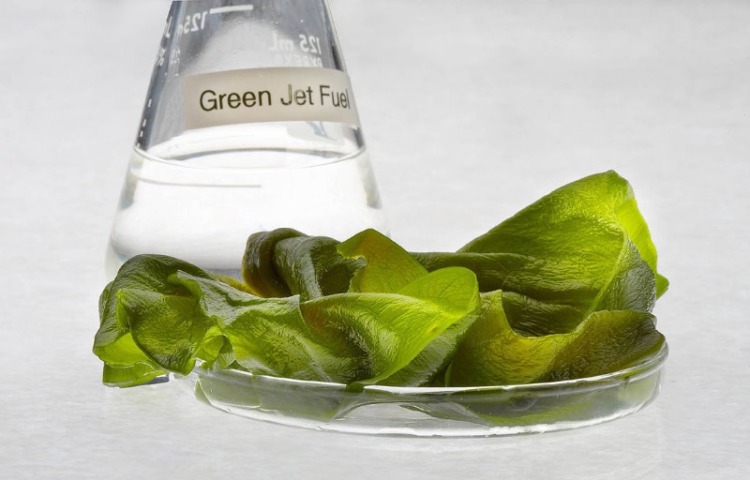 Algae fuel in a beaker
