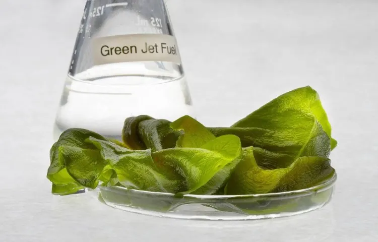 17 Important Algae Fuel Pros and Cons to Know 3 Algae fuel in a beaker
