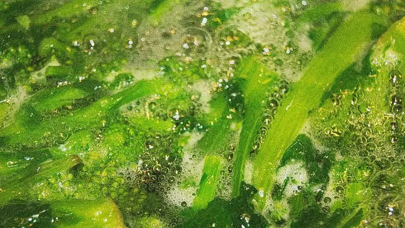 bubbles in green algae