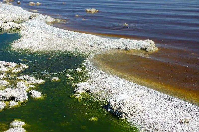 harmful sea algal bacterial bloom