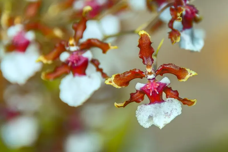 Ballerina orchid in maroon