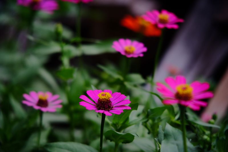 Chocolate cosmos in pink