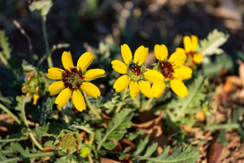 31 Most Mysterious Flowers in the World 2 Chocolate Daisy