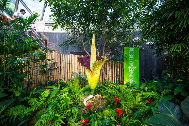 Corpse flower Corpse flower