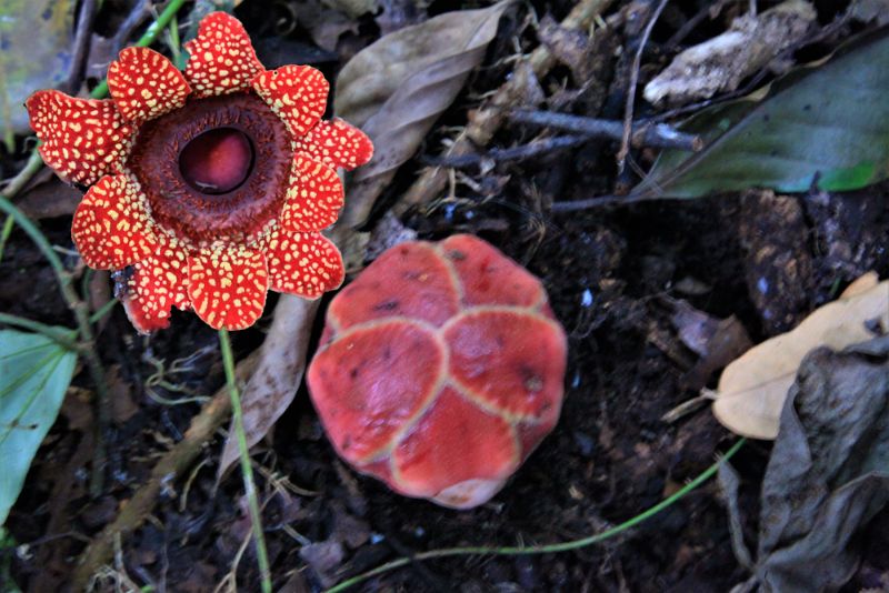 Corpse Lily flower