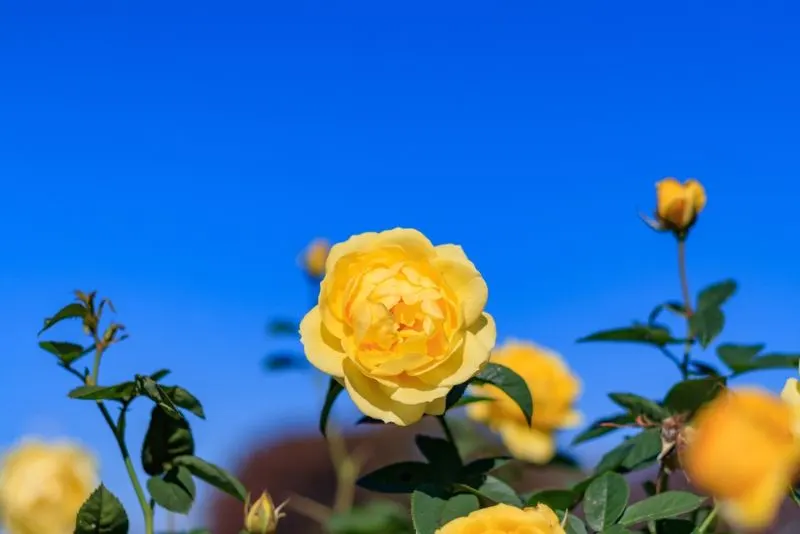 Dancing girls flower in yellow