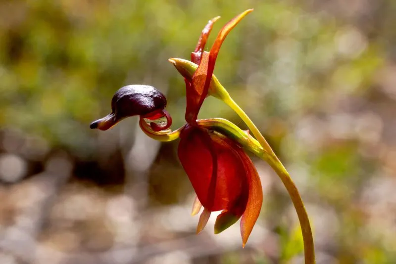 Flying duck orchid flower