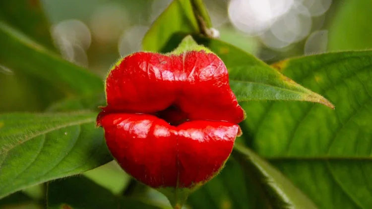 Hookers Lips Hookers lips in red